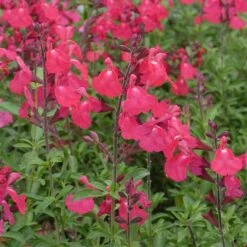 FlowerKisser® Coral-Pink Salvia -Plant Sale Store salvia greggii wwg3flowerkisser coral pink sage
