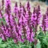Rose Marvel Salvia -Plant Sale Store salvia nemorosa rose marvel salvia