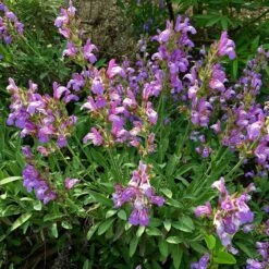 Dwarf Common Sage (Salvia)