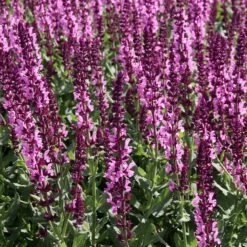 Lyrical™ Rose Salvia -Plant Sale Store salvia sylvestris balyricose 678071635 cropped