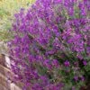 Ultra Violet Salvia -Plant Sale Store salvia ultra violet over wall purple 1