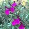 FlowerKisser® Royal Rose Salvia -Plant Sale Store salvia x wwg04 flowerkisser royal rose sage pink blooms