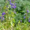 Deep Blue Arizona Salvia -Plant Sale Store salvia arizonica deep blue 2 web