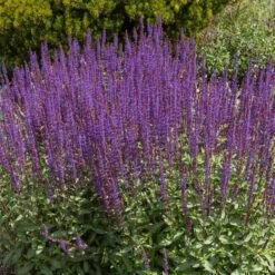 Caradonna Salvia -Plant Sale Store salvia caradonna cropped
