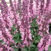 Lyrical™ Rose Salvia 1 Lyrical™ Rose Salvia -Plant Sale Store salvia nemorosa balyricose