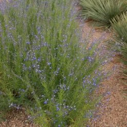 Autumn Sapphire™ Salvia -Plant Sale Store salvia reptans autumn sapphire brooke colburn 1 actually cropped