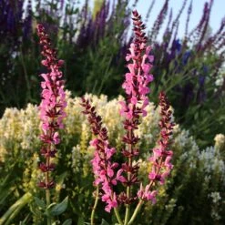Lyrical™ Rose Salvia -Plant Sale Store salvia sylvestris balyricose 676836163 cropped