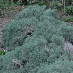 Gray Santolina -Plant Sale Store santolina chamaecyparissus gray santolina spring