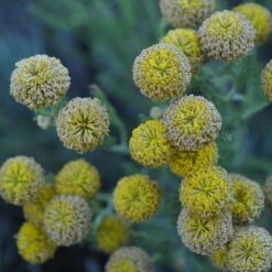 Gray Santolina -Plant Sale Store santolina chamaecyparissus gray santolina summer flowers close up