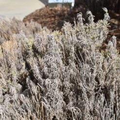 Gray Santolina -Plant Sale Store santolina chamaecyparissus gray santolina winter