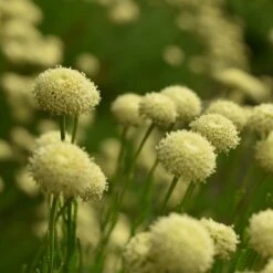 Green Santolina 7 Green Santolina -Plant Sale Store santolina rosmarinifolia green santolina cream summer flowers growing