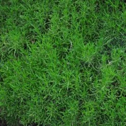 Green Santolina 8 Green Santolina -Plant Sale Store santolina rosmarinifolia green santolina spring foliage