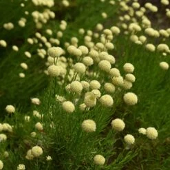 Green Santolina 9 Green Santolina -Plant Sale Store santolina rosmarinifolia green santolina summer cream flowers