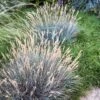 Boulder Blue Fescue Grass -Plant Sale Store saxon holt festuca boulder blue