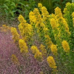Golden Torch Goldenrod (Wichita Mountains Solidago) -Plant Sale Store saxon holt muhlenbergia reverchonii with solidago wichita mtns