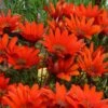Scarlet Tanager Gazania 1 Scarlet Tanager Gazania -Plant Sale Store scarlet tanager african daisy flowercloseup