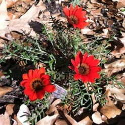 Scarlet Tanager Gazania 7 Scarlet Tanager Gazania -Plant Sale Store scarlet tanager african daisy ground trio