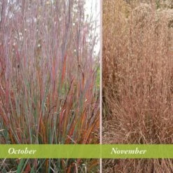 Standing Ovation Little Bluestem Grass -Plant Sale Store schizachyrium scop standing ovation october november 1 1