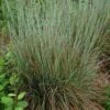 Standing Ovation Little Bluestem Grass -Plant Sale Store schizachyrium scop standing ovation 1 1