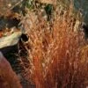 Blaze Little Bluestem Grass -Plant Sale Store schizachyrium scoparium blaze 3 cropped 4