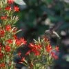 Royal Catchfly (Silene) -Plant Sale Store scott myrick hummingbird silene regia royal catch fly wa