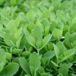 Autumn Fire Sedum -Plant Sale Store sed autumnfire fol northcreek nu