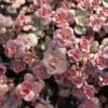 Voodoo Sedum -Plant Sale Store sedum purium voo doo 001 720x720 72 rgb