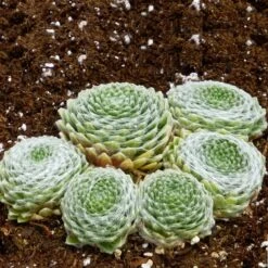 Cobweb Hens And Chicks -Plant Sale Store sempervivum arachnoideum