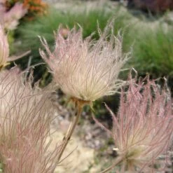 Apache Plume (Fallugia) -Plant Sale Store shutterstock apache plume fallugia paradoxa 1 cropped