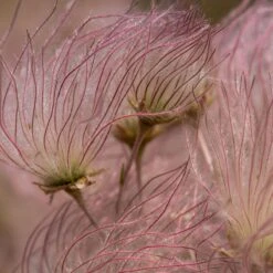 Apache Plume (Fallugia) -Plant Sale Store shutterstock apache plume fallugia paradoxa 2 cropped