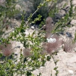 Apache Plume (Fallugia) -Plant Sale Store shutterstock apache plume fallugia paradoxa 3 cropped