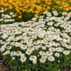 Snowcap Shasta Daisy 1 Snowcap Shasta Daisy -Plant Sale Store snowcap shasta daisy 1