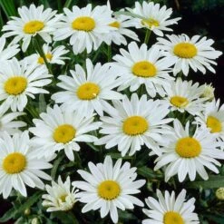 Snowcap Shasta Daisy 7 Snowcap Shasta Daisy -Plant Sale Store snowcap shasta daisy 3
