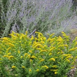 Golden Fleece Goldenrod (Solidago) -Plant Sale Store solidago golden fleece russian sage perovskia atriplicifolia
