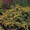 Golden Fleece Goldenrod (Solidago)