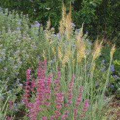 Llano Indian Grass 5 Llano Indian Grass -Plant Sale Store sorghastrum nutans llano 2