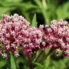 Soulmate Swamp Milkweed -Plant Sale Store soulmate milkweed asclepias incarnata