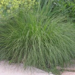Prairie Dropseed Grass -Plant Sale Store sporobolus heterolipis foliage cropped