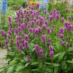 Hummelo Betony 7 Hummelo Betony -Plant Sale Store stachys monieri hummelo 3