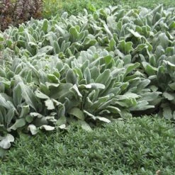 Silver Carpet Lamb's Ear -Plant Sale Store stachys silver carpet garden 2
