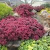SunSparkler® Dazzleberry Sedum -Plant Sale Store sunsparkler dazzleberry sedum 1