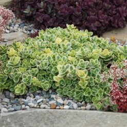 SunSparkler® Lime Twister Sedum -Plant Sale Store sunsparkler lime twister sedum