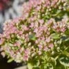 SunSparkler® Lime Twister Sedum -Plant Sale Store sunsparkler lime twister sedum close up