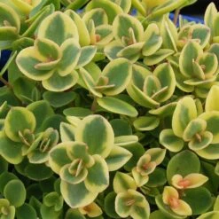 SunSparkler® Lime Twister Sedum -Plant Sale Store sunsparkler lime twister sedum green