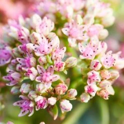 SunSparkler® Lime Twister Sedum -Plant Sale Store sunsparkler lime twister sedum pink flowers