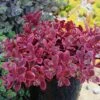 SunSparkler® Wildfire Sedum -Plant Sale Store sunsparkler wildfire sedum container 2