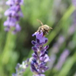 Sharon Roberts English Lavender -Plant Sale Store susan quimby honey bee lavender or 4
