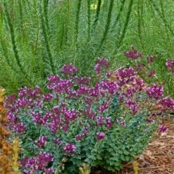 Thanksgiving Ornamental Oregano -Plant Sale Store thanksgiving ornamental oregano oreganum with liatris garden