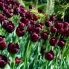 Queen Of The Night Single Late Tulip
