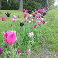 Blue Moon Triumph Tulip Mix 14 Blue Moon Triumph Tulip Mix -Plant Sale Store tulip blue moon mix cropped hm 10
